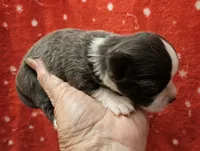 Blue minimal White Long Coat male , a male Chihuahua for sale in Goodyear, AZ – 3 of 5