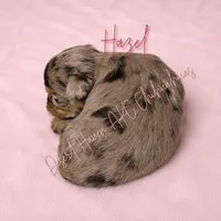 Hazel - FULL AKC Lilac, a male Chihuahua for sale in Goodyear, AZ – 6 of 6