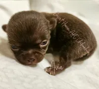 Ava - AKC - Import lines, a female Chihuahua for sale in Goodyear, AZ – 2 of 8