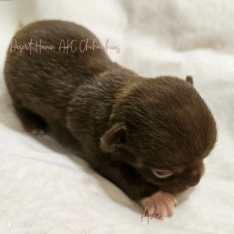 Ava - AKC - Import lines – Chihuahua puppy on hold in Goodyear, AZ