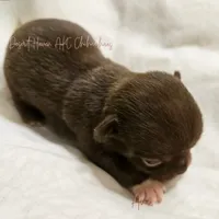 Ava - AKC - Import lines, a female Chihuahua for sale in Goodyear, AZ – 1 of 8