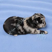 Atlas - AKC Flashy Merle, a male Chihuahua for sale in Goodyear, AZ – 5 of 6