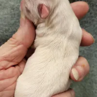 White Cream LC ♂️ #2, a male Chihuahua for sale in Goodyear, AZ – Photo 2 of 4