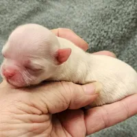 White Cream LC ♂️ #2, a male Chihuahua for sale in Goodyear, AZ – Photo 1 of 4