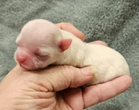 White Cream LC ♂️ #2, a male Chihuahua for sale in Goodyear, AZ – Photo 1 of 4