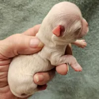 White Cream LC ♂️ #2, a male Chihuahua for sale in Goodyear, AZ – Photo 4 of 4