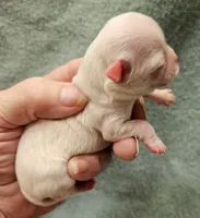 White Cream LC ♂️ #2, a male Chihuahua for sale in Goodyear, AZ – Photo 4 of 4
