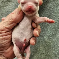 White Cream LC ♂️ #2, a male Chihuahua for sale in Goodyear, AZ – Photo 3 of 4