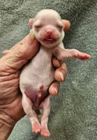 White Cream LC ♂️ #2, a male Chihuahua for sale in Goodyear, AZ – Photo 3 of 4