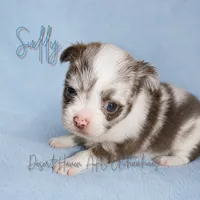 Sully - AKC Flashy, a male Chihuahua for sale in Goodyear, AZ – 1 of 7