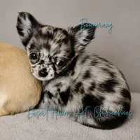 Boomerang AKC Silver Merle, a male Chihuahua for sale in Goodyear, AZ – 4 of 10