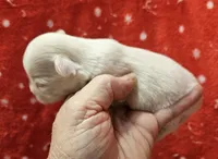 White Cream Long Coat female , a female Chihuahua for sale in Goodyear, AZ – 5 of 6