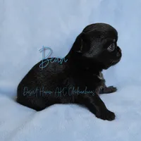Bean - AKC LC Black, a male Chihuahua for sale in Goodyear, AZ – 2 of 7