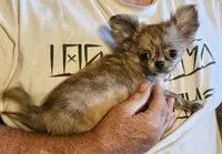 Tigger, a male Chihuahua for sale in Goodyear, AZ – 4 of 5