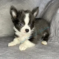 CH SIRED AKC LC Blue Trout, a male Chihuahua for sale in Goodyear, AZ – 3 of 4