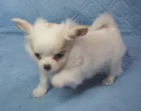 Irish marked Cream LC male , a male Chihuahua for sale in Goodyear, AZ – Photo 5 of 6