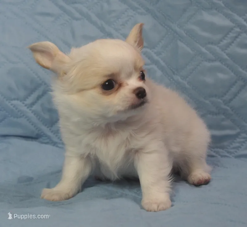 Irish marked Cream LC male  – Chihuahua puppy for sale in Goodyear, AZ