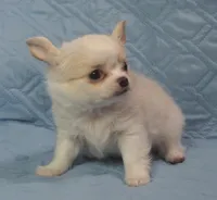 Irish marked Cream LC male , a male Chihuahua for sale in Goodyear, AZ – Photo 1 of 6