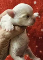 Irish marked Cream LC male , a male Chihuahua for sale in Goodyear, AZ – Photo 5 of 6