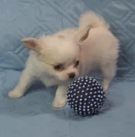 Irish marked Cream LC male , a male Chihuahua for sale in Goodyear, AZ – Photo 3 of 6