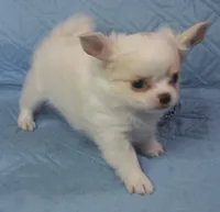 Irish marked Cream LC male , a male Chihuahua for sale in Goodyear, AZ – Photo 6 of 6