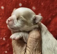 Irish marked Cream LC male , a male Chihuahua for sale in Goodyear, AZ – Photo 3 of 6