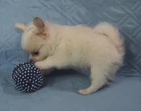 Irish marked Cream LC male , a male Chihuahua for sale in Goodyear, AZ – Photo 2 of 6