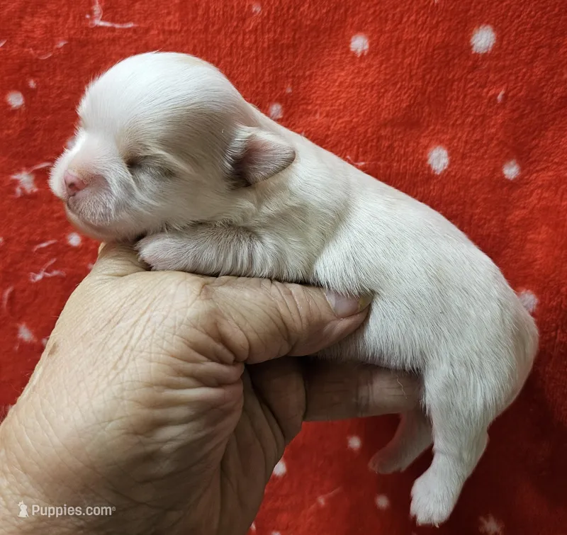 Irish marked Cream LC male 