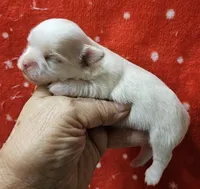 Irish marked Cream LC male , a male Chihuahua for sale in Goodyear, AZ – Photo 1 of 6