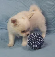 Irish marked Cream LC male , a male Chihuahua for sale in Goodyear, AZ – Photo 4 of 6