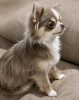 Alfie - CH Sired TINY AKC, a male Chihuahua for sale in Goodyear, AZ – 3 of 3