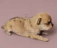 Pippa - AKC F Red Merle, a female Chihuahua for sale in Goodyear, AZ – 2 of 6