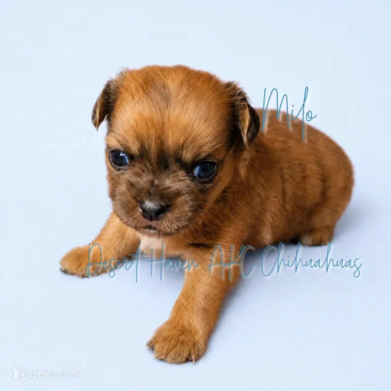 Milo - AKC Perfect Pet – Chihuahua puppy for sale in Goodyear, AZ