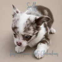 Sully - AKC Flashy, a male Chihuahua for sale in Goodyear, AZ – 2 of 8