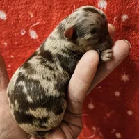 Chocolate Tri-color LC Merle Male , a male Chihuahua for sale in Goodyear, AZ – Photo 2 of 4