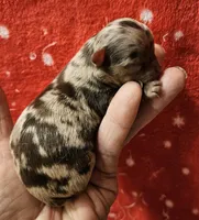 Chocolate Tri-color LC Merle Male , a male Chihuahua for sale in Goodyear, AZ – Photo 2 of 4