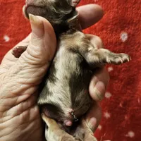 Chocolate Tri-color LC Merle Male , a male Chihuahua for sale in Goodyear, AZ – Photo 4 of 4