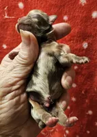 Chocolate Tri-color LC Merle Male , a male Chihuahua for sale in Goodyear, AZ – Photo 4 of 4