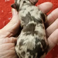 Chocolate Tri-color LC Merle Male , a male Chihuahua for sale in Goodyear, AZ – Photo 3 of 4