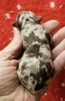 Chocolate Tri-color LC Merle Male , a male Chihuahua for sale in Goodyear, AZ – Photo 3 of 4