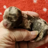 Chocolate Tri-color LC Merle Male , a male Chihuahua for sale in Goodyear, AZ – Photo 1 of 4