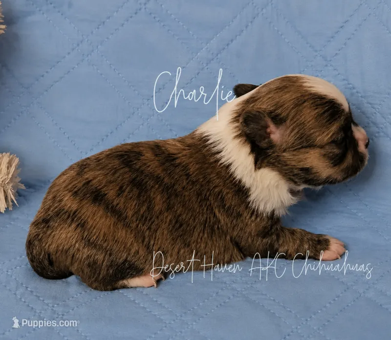 Charlie - Brindle - AKC CH Sired – Chihuahua puppy for sale in Goodyear, AZ