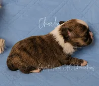 Charlie - Brindle - AKC CH Sired, a male Chihuahua for sale in Goodyear, AZ – 1 of 4