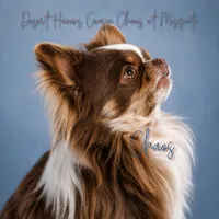 Sully - AKC Flashy, a male Chihuahua for sale in Goodyear, AZ – 5 of 7