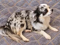Biggs - AKC Proven Freewhelper, a female Chihuahua for sale in Goodyear, AZ – 5 of 5