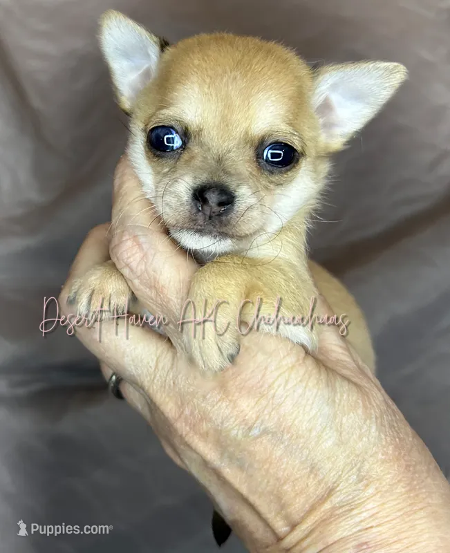 FULL AKC Pippa - small merle  – Chihuahua puppy for sale in Goodyear, AZ