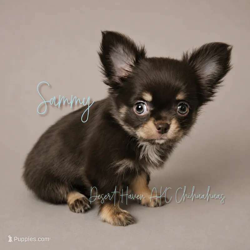 CH Sired Sammy • AKC • Embarked! – Chihuahua puppy for sale in Goodyear, AZ