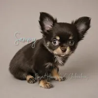 CH Sired Sammy • AKC • Embarked!, a male Chihuahua for sale in Goodyear, AZ – 1 of 8