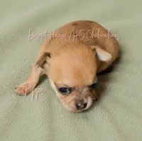 FULL AKC Pippa - small merle , a female Chihuahua for sale in Goodyear, AZ – 3 of 10