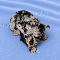 Nitro - AKC Merle, a male Chihuahua for sale in Goodyear, AZ – 5 of 10